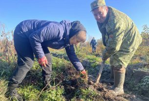 Более 500 елей посадили работники госпиталя в рамках акции «Дай лесу новае жыццё!»